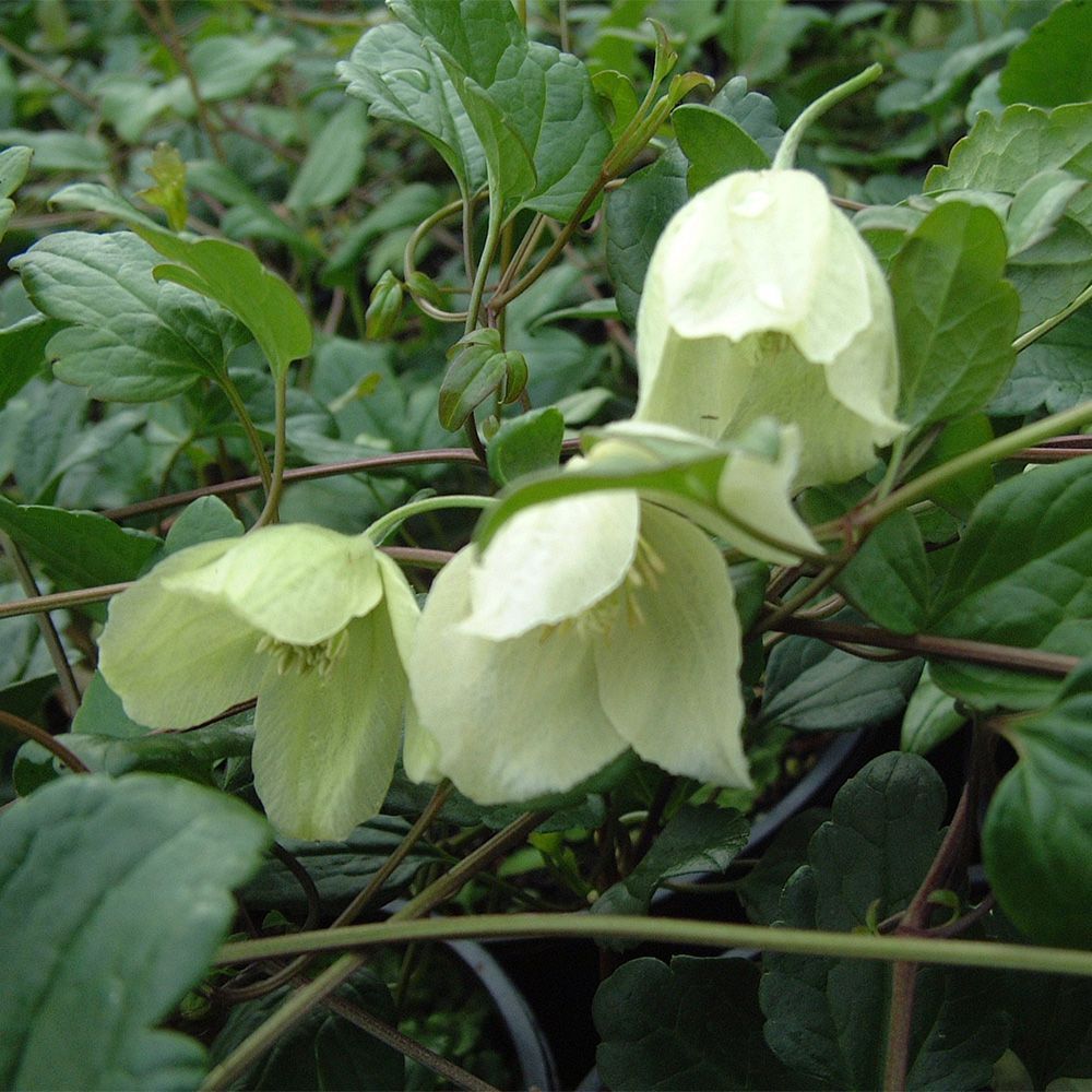 Clematis cirrhosa Wisley Cream